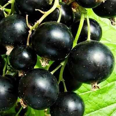 Смородина черная ДАЧНИЦА  Смородина черная ДАЧНИЦА в Москве