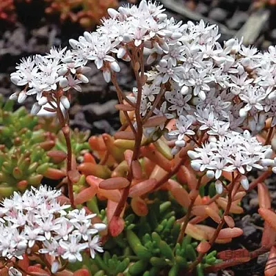 Очиток (седум) КОРАЛ КАРПЕТ белый  Очиток (седум) КОРАЛ КАРПЕТ белый в Москве