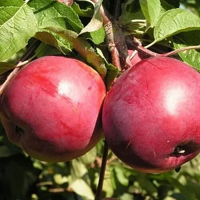 Яблоня ДАРУНАК  Яблоня ДАРУНАК в Москве