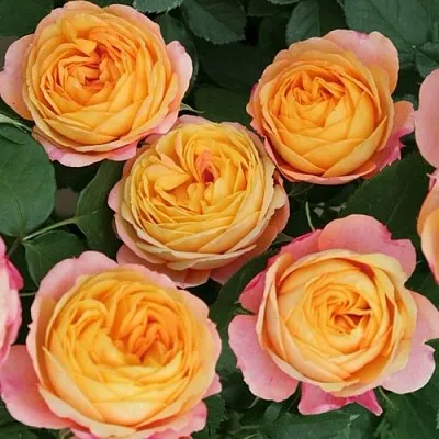 Саженцы роз БЕБИ РОМАНТИКА миниатюрная  Саженцы роз БЕБИ РОМАНТИКА миниатюрная в Москве