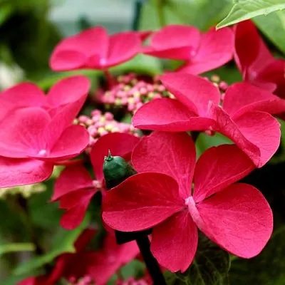 Гортензия РОТШВАНЦ крупнолистная  Гортензия РОТШВАНЦ крупнолистная в Москве