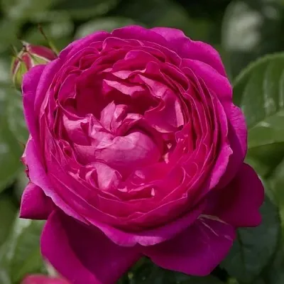 Саженцы роз АНУШКА чайно-гибридная  Саженцы роз АНУШКА чайно-гибридная в Москве