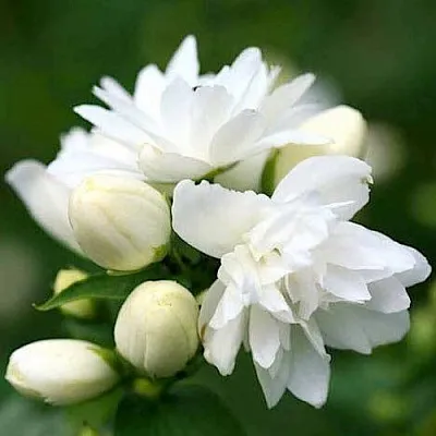 Жасмин ШНЕЕШТРУМ  Жасмин ШНЕЕШТРУМ в Москве