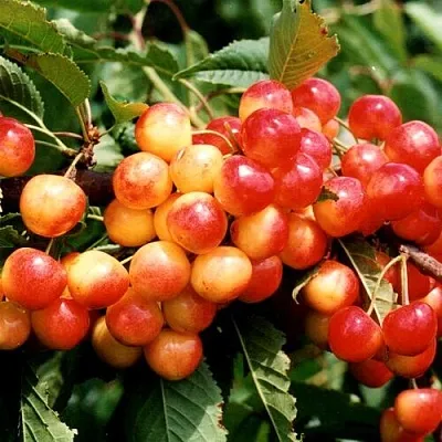 Черешня БЮТТНЕРА КРАСНАЯ  Черешня БЮТТНЕРА КРАСНАЯ в Москве