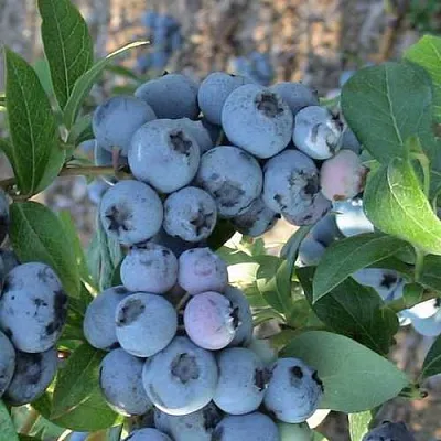 Голубика НОРТЛАНД  Голубика НОРТЛАНД в Москве