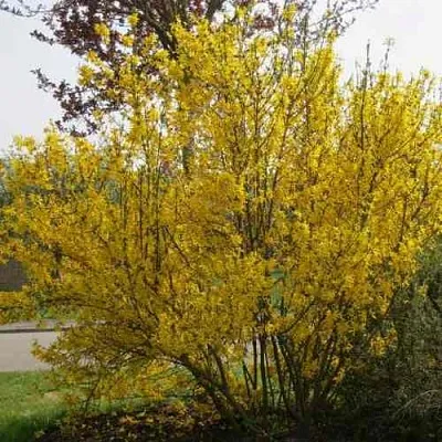 Форзиция КАМСОН промежуточная  Форзиция КАМСОН промежуточная в Москве