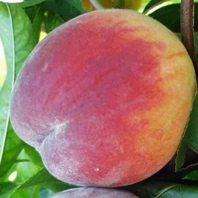 Персик ТОП СВИТ в Москве