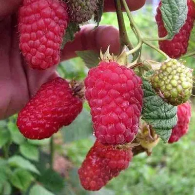 Малина МАРОСЕЙКА в Москве