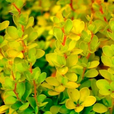 Барбарис АУРЕА тунберга — описание сорта Барбарис АУРЕА тунберга в Москве