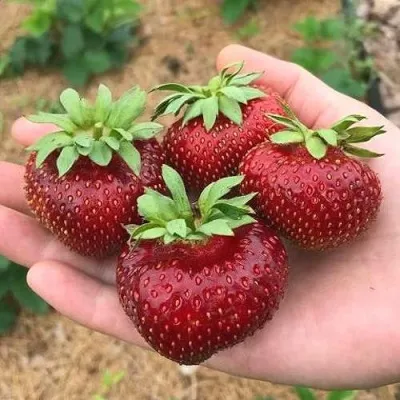 Клубника МАЛЬВИНА в Москве