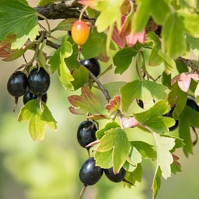 Смородина золотистая БЛЭЙКСТ  Смородина золотистая БЛЭЙКСТ в Москве