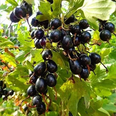 Смородина золотистая ОВАЛЬНАЯ в Москве