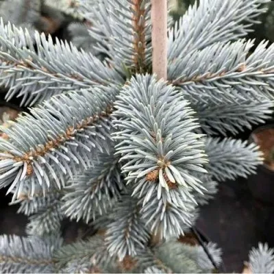 Ель РОЯЛ БЛЮ колючая  в Москве