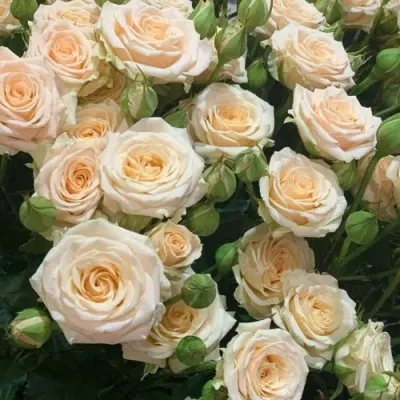 Саженцы роз ТАНЯ спрей — описание сорта Саженцы роз ТАНЯ спрей в Москве