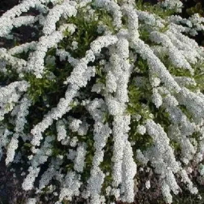 Спирея АРГУТА — описание сорта Спирея АРГУТА в Москве