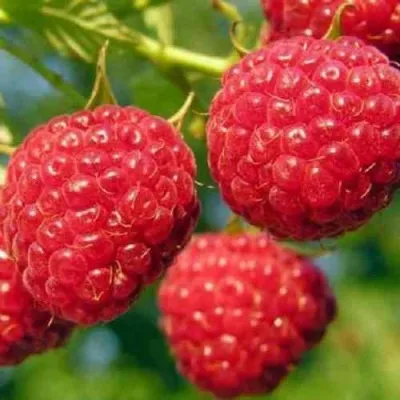 Малина ГЛЕН АМПЛ — описание сорта Малина ГЛЕН АМПЛ в Москве