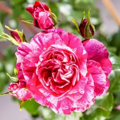 Саженцы роз ИНЕС САСТР плетистая — описание сорта Саженцы роз ИНЕС САСТР плетистая в Москве