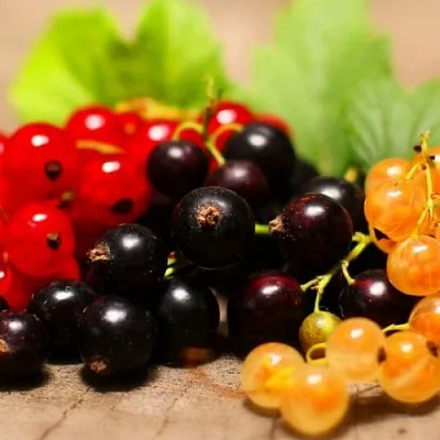 Комплект саженцев  Комплект саженцев в Москве