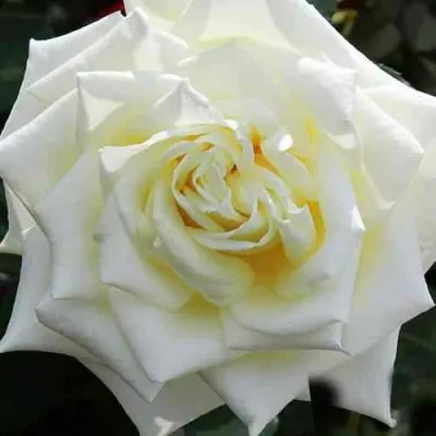 Саженцы роз МАЧО чайно-гибридная — описание сорта Саженцы роз МАЧО чайно-гибридная в Москве