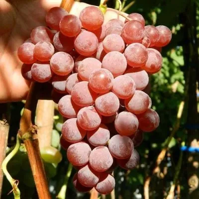 Виноград КИШМИШ КРАСНЫЙ в Москве