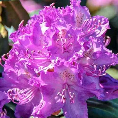 Рододендрон АЛЬФРЕД  Рододендрон АЛЬФРЕД в Москве