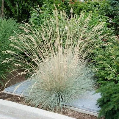 Овсец вечнозеленный Овсец вечнозеленный