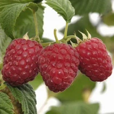 Малина ГУСАР — описание сорта Малина ГУСАР в Москве