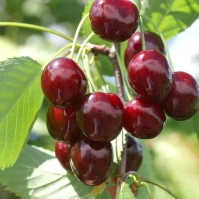 Черешня ОВСТУЖЕНКА — описание сорта Черешня ОВСТУЖЕНКА в Москве