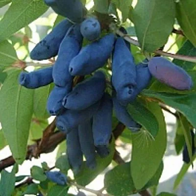 Жимолость съедобная ГОРДОСТЬ БАКЧАРА в Москве