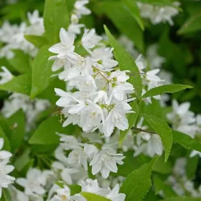 Дейция шершавая — описание сорта Дейция шершавая в Москве