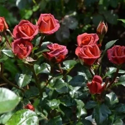 Саженцы роз ЧОКОЧИНО спрей — описание сорта Саженцы роз ЧОКОЧИНО спрей в Москве