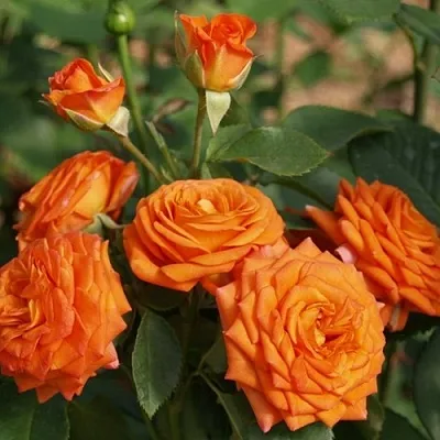 Саженцы роз БЕЙБ спрей  Саженцы роз БЕЙБ спрей в Москве