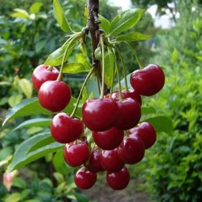 Вишня ВОЛОЧАЕВКА в Москве