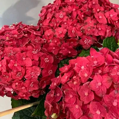 Гортензия ЭНДЛЕСС САММЕР ЛАВ крупнолистная  Гортензия ЭНДЛЕСС САММЕР ЛАВ крупнолистная в Москве