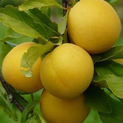 Слива СОЛНЫШКО в Москве