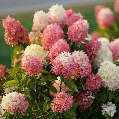 Гортензия ТАЧ ОФ ПИНК метельчатая  Гортензия ТАЧ ОФ ПИНК метельчатая в Москве