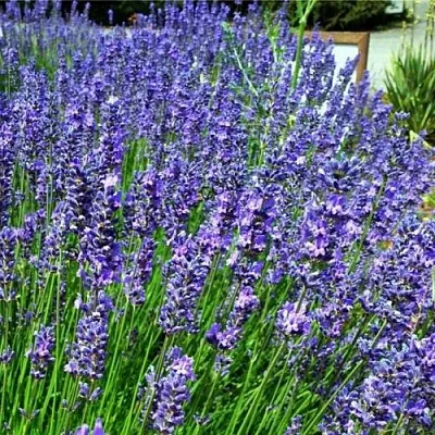 Лаванда ФЕНОМЕНАЛ узколистная  Лаванда ФЕНОМЕНАЛ узколистная в Москве