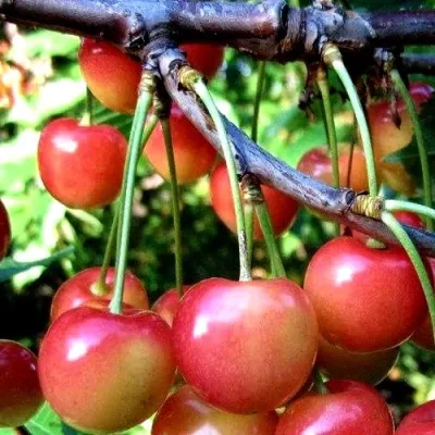 Черешня ГАСТИНЕЦ — описание сорта Черешня ГАСТИНЕЦ в Москве