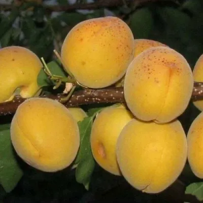 Абрикос ДЕСЕРТНЫЙ ГОЛУБЕВА — описание сорта Абрикос ДЕСЕРТНЫЙ ГОЛУБЕВА в Москве