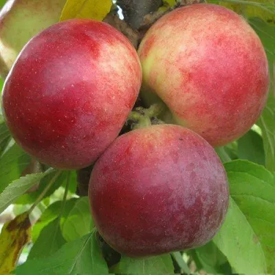 Яблоня БАЛЕРИНА ФЛАМЕНКО колонновидная — описание сорта Яблоня БАЛЕРИНА ФЛАМЕНКО колонновидная в Москве