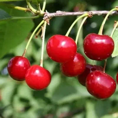 Вишня РИВАЛ в Москве