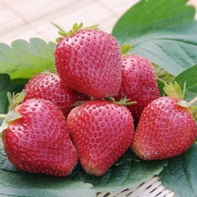 Клубника ВИМА КСИМА  Клубника ВИМА КСИМА в Москве