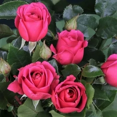 Саженцы роз ЛАВ ЛЕТТЕР флорибунда — описание сорта Саженцы роз ЛАВ ЛЕТТЕР флорибунда в Москве