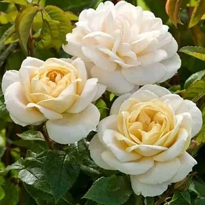 Саженцы роз ДЖЕЙ ПИ КОННЕЛ шраб  Саженцы роз ДЖЕЙ ПИ КОННЕЛ шраб в Москве