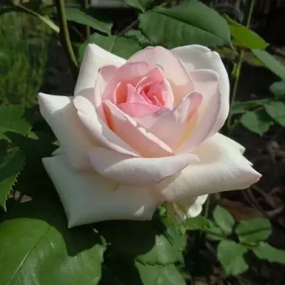 Саженцы роз ЭММА ДЕ МЕЙЯН чайно-гибридная в Москве