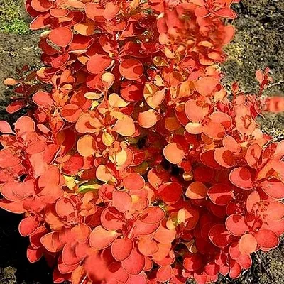 Барбарис ОРАНЖ ФАЙЕР тунберга  Барбарис ОРАНЖ ФАЙЕР тунберга в Москве