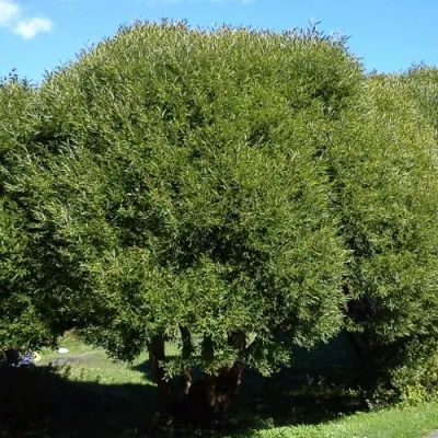 Ива ломкая  в Москве