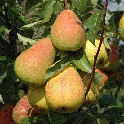 Груша СЕВЕРЯНКА  Груша СЕВЕРЯНКА в Москве
