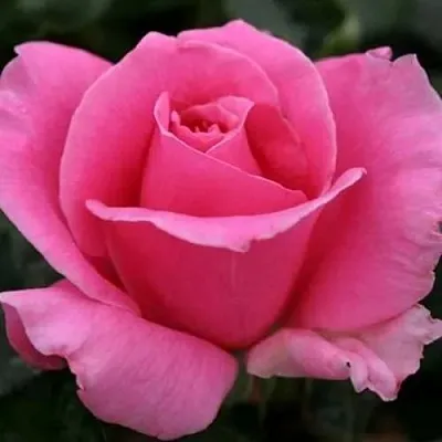 Саженцы роз ЭЙФЕЛЕВА БАШНЯ чайно-гибридная  Саженцы роз ЭЙФЕЛЕВА БАШНЯ чайно-гибридная в Москве