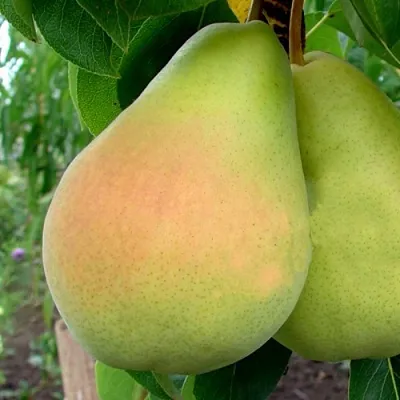 Груша ВИКТОРИЯ  Груша ВИКТОРИЯ в Москве